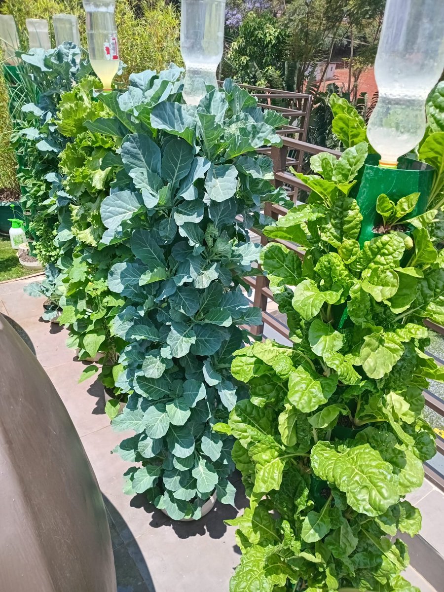 eldannywanderi's tweet photo. @WehliyeMohamed @DonaldBKipkorir Don this is a rooftop kitchen garden in Runda. Fresh vegetables utapata hapo Karen. Kenya is rich in many ways. 
Those in cities and towns have an equal responsibility to strengthen the national food system. https://t.co/GQbcwhapQ2