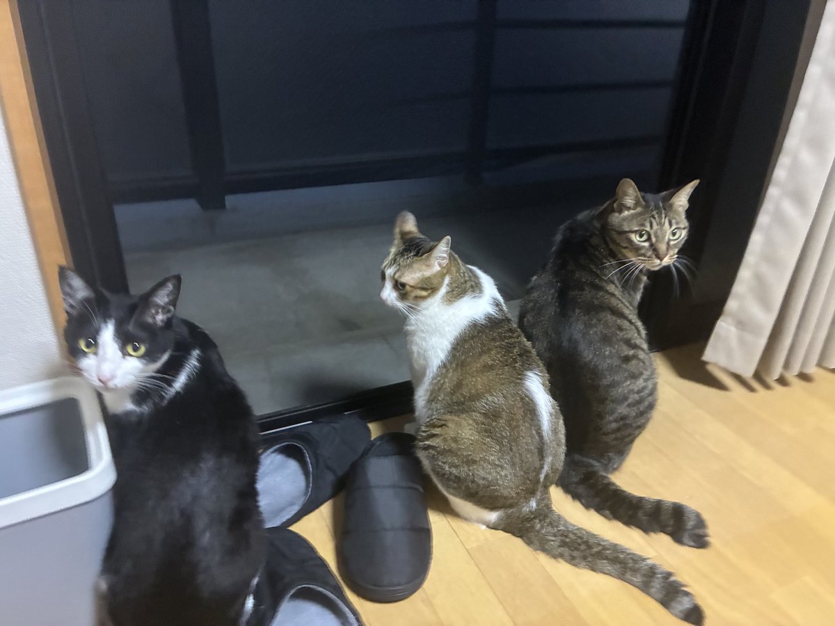 Syowkaku's tweet photo. ベランダ大好き https://t.co/GGAWEggD1S