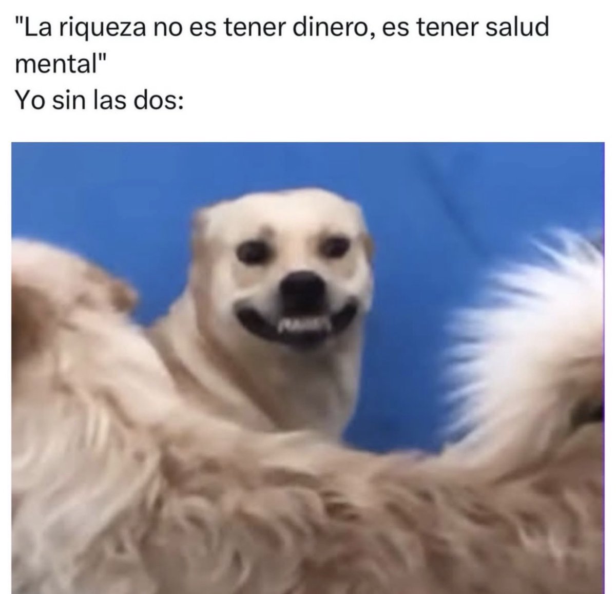 MundoDeBigotes's tweet photo. https://t.co/dvVdhiy17Q