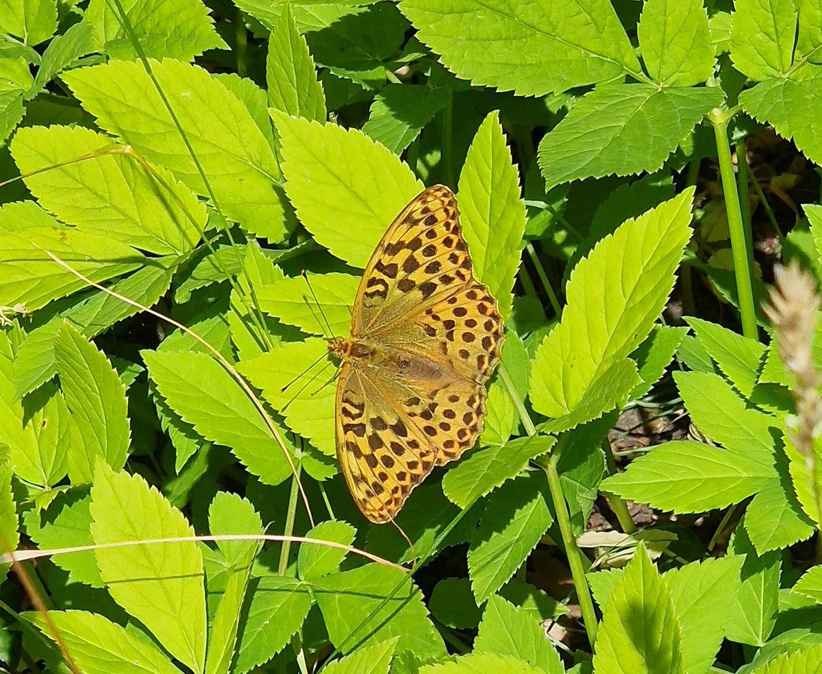 SteveHarley17's tweet photo. I was chuffed to find this Silver-washed Fritillary yesterday.  A first for my garden. https://t.co/0l11KF1T5A
