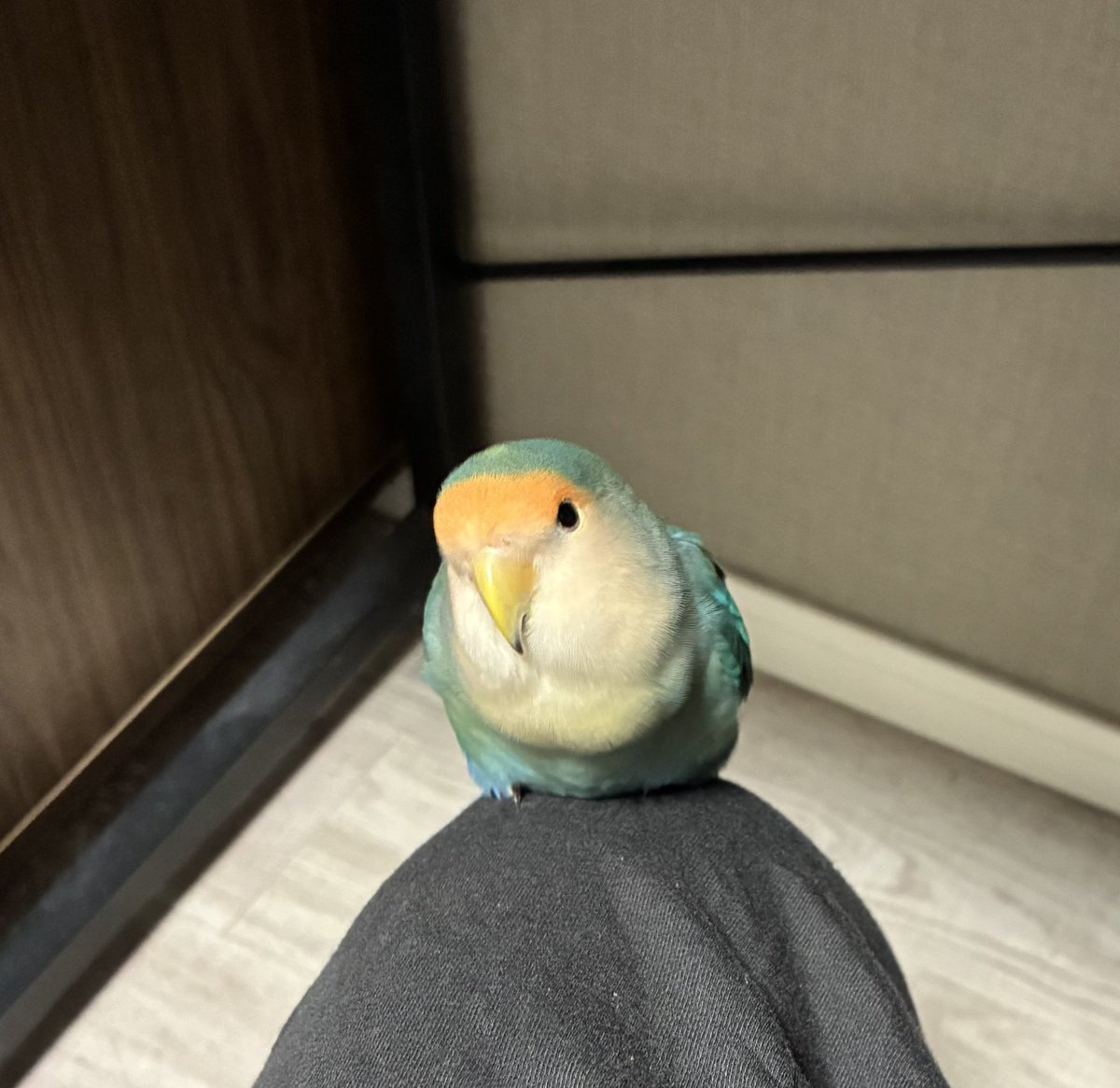 setoakira_'s tweet photo. 膝の上で眠そうだね https://t.co/0l4cF8ueDY