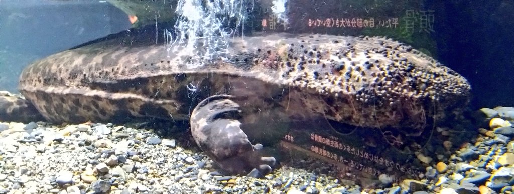 tw_nasuka's tweet photo. 父と祖父の法事が終わって
京都駅付近を散策
京都水族館に🐬🐧
・・・京都とは？ https://t.co/2btQvem1DO