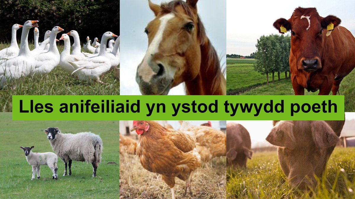 APHAgovuk's tweet photo. Gyda'r rhagolygon o #TywyddPoeth, dylai #CeidwaidDaByw rhaid sicrhau iechyd a lles anifeiliaid sy'n cael eu cludo, trwy: darparu dŵr ffres, peidio â symud anifeiliaid pan fydd y tymheredd uwchlaw 30 gradd, gwella'r awyru drwy symud llai o anifeiliaid.
https://t.co/GsYpW6inlt https://t.co/TenAHkiPp6