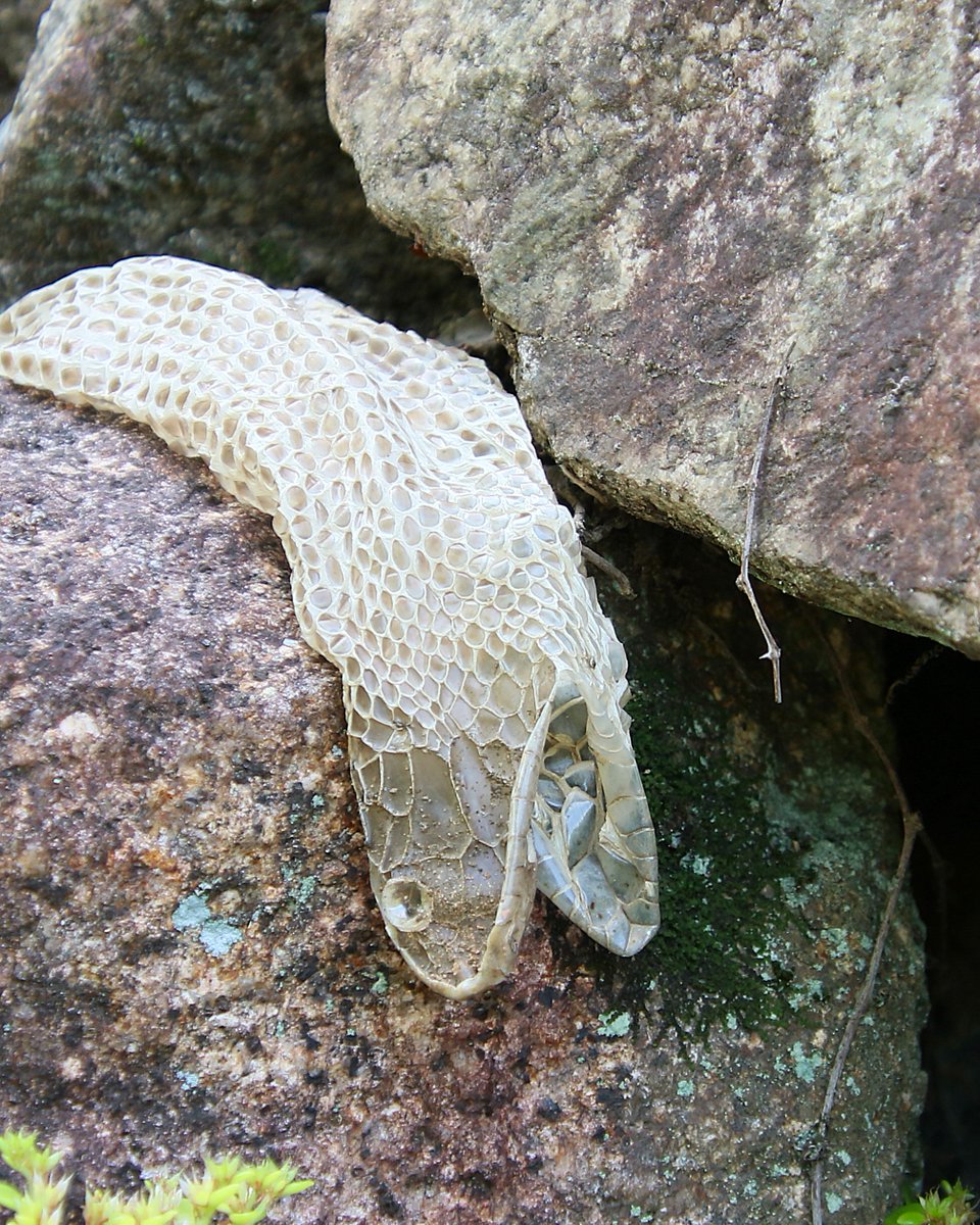 Nature_Okayama's tweet photo. 1,2. センター棟南の石垣に、#アオダイショウ の抜殻がありました。
長さは約160㎝。
5/3の投稿のアオダイショウでしょうか。
ヘビは服を裏返しで脱ぐように脱皮します。
3. 野草園で出会った #ヤマカガシ の子どもです。
大人しい性格の種ですが、口の奥に毒牙がありますのでお気を付けください。 https://t.co/IBIBodPWgq