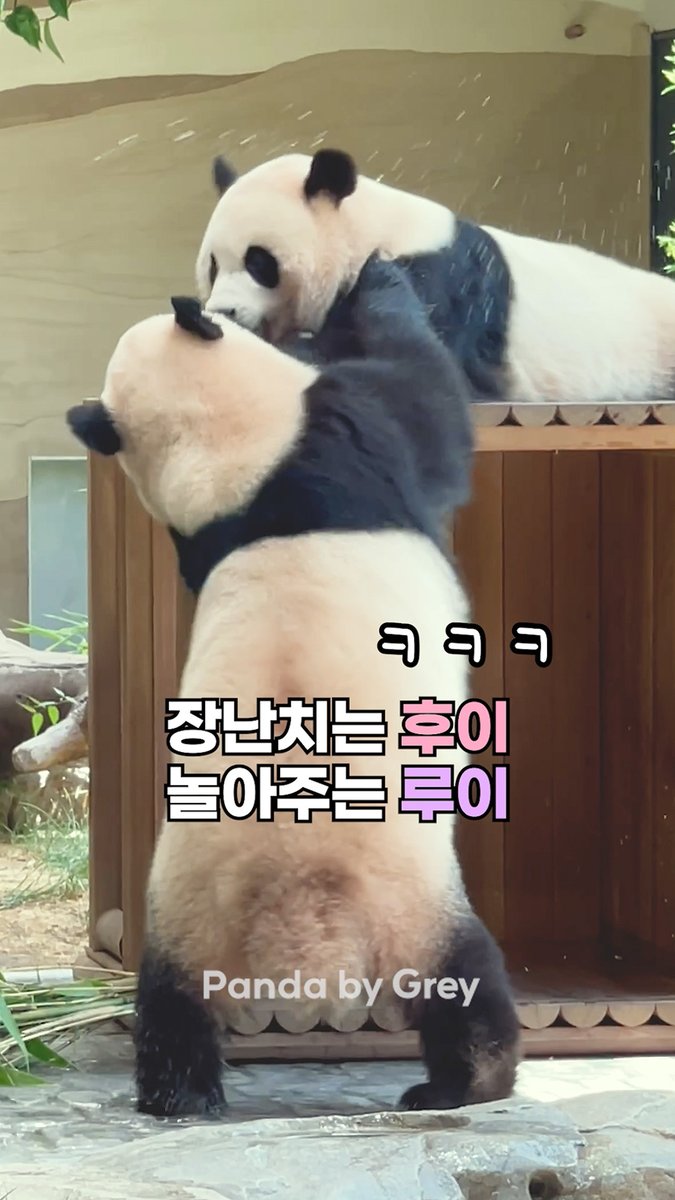Panda_by_Grey's tweet photo. 후이가 가까이 다가오자 기다렸다는 듯이 놀아주는 루이!
둘이 꽁냥꽁냥 노는 모습이 넘 귀엽고 사랑스러워요~💕

[쇼츠영상] https://t.co/CqHH2yYXkA

#루이바오 #후이바오 #ruibao #huibao #睿宝 #辉宝
@Panda_by_Grey https://t.co/DVa9DTdxAJ