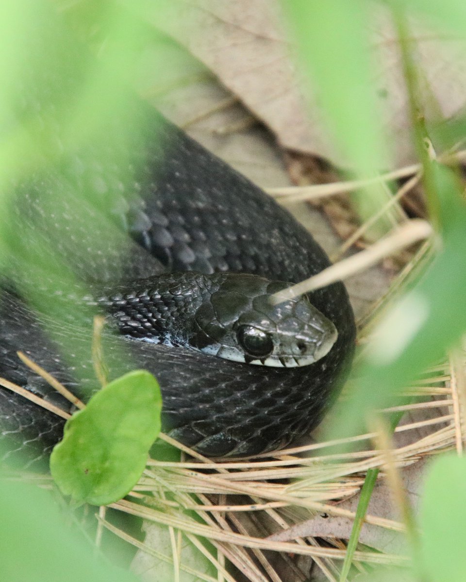 Nature_Okayama's tweet photo. 1,2. センター棟南の石垣に、#アオダイショウ の抜殻がありました。
長さは約160㎝。
5/3の投稿のアオダイショウでしょうか。
ヘビは服を裏返しで脱ぐように脱皮します。
3. 野草園で出会った #ヤマカガシ の子どもです。
大人しい性格の種ですが、口の奥に毒牙がありますのでお気を付けください。 https://t.co/IBIBodPWgq