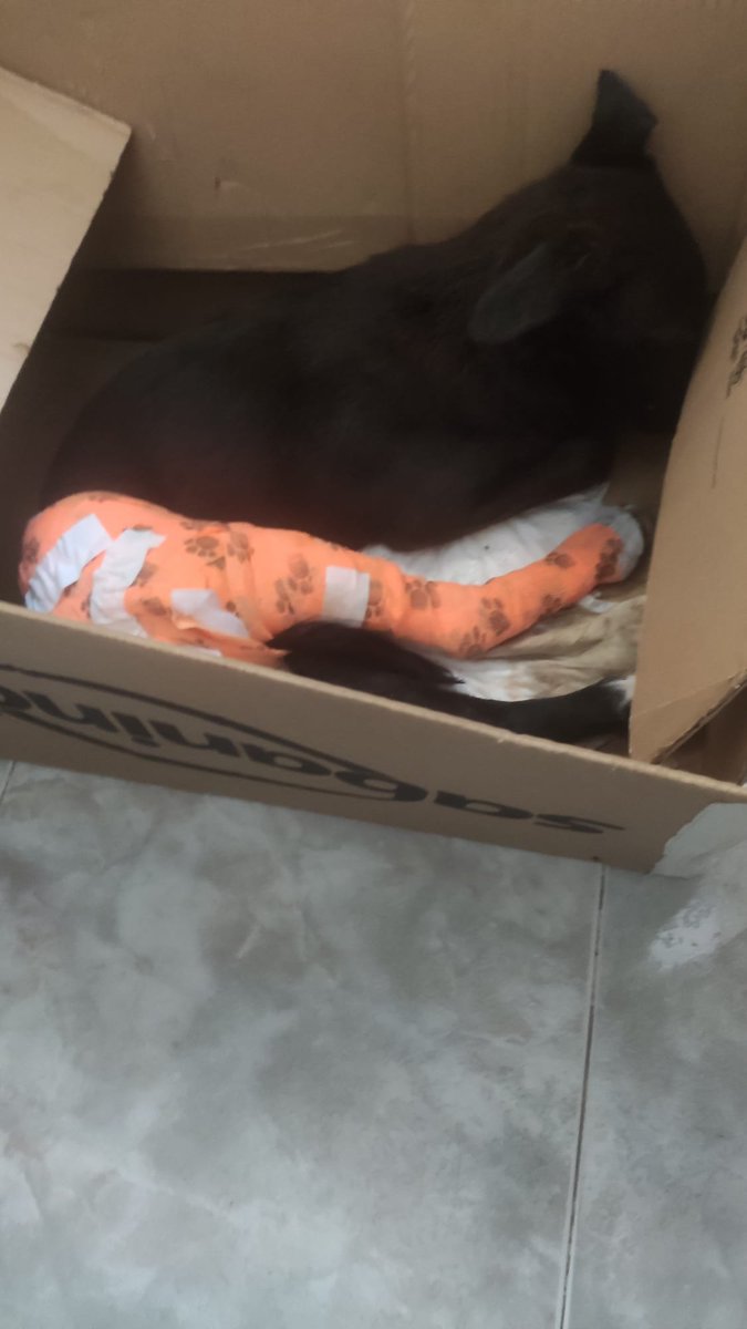 SilviaMylo's tweet photo. https://t.co/HziZUqAqVI

❗❗ *EXTREMADAMENTE  URGENTE* ❗❗🆘

NECESITAMOS ALGUIEN SOLIDARIO QUE LA RECOJA  EN ALMERIA  Y LA TRAIGA A MADRID

NOS HACEMOS  CARGO DE ELLA

ESTA CON EL FEMUR ROTO Y POR FALTA DE DINERO NO LA OPERAN

ESTA SUFRIENDO🙏🏻🙏🏻😭😭

 *Porfavor ayuda* https://t.co/HeQtm3KINP