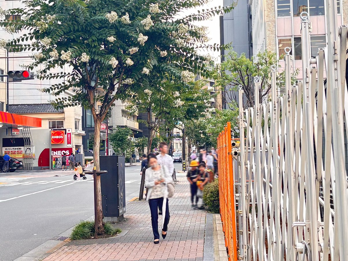bancho_forest's tweet photo. 番町麹町地域では、夏の風物詩日テレ通りのサルスベリが咲き、通りに華やかさを添えてくれています♪

年々開花時期が早くなっているような？

#夏の風物詩
#日本テレビ通り 
#サルスベリ
#百日紅
#千代田区 #番町 #麹町 https://t.co/6oCbysK4lh