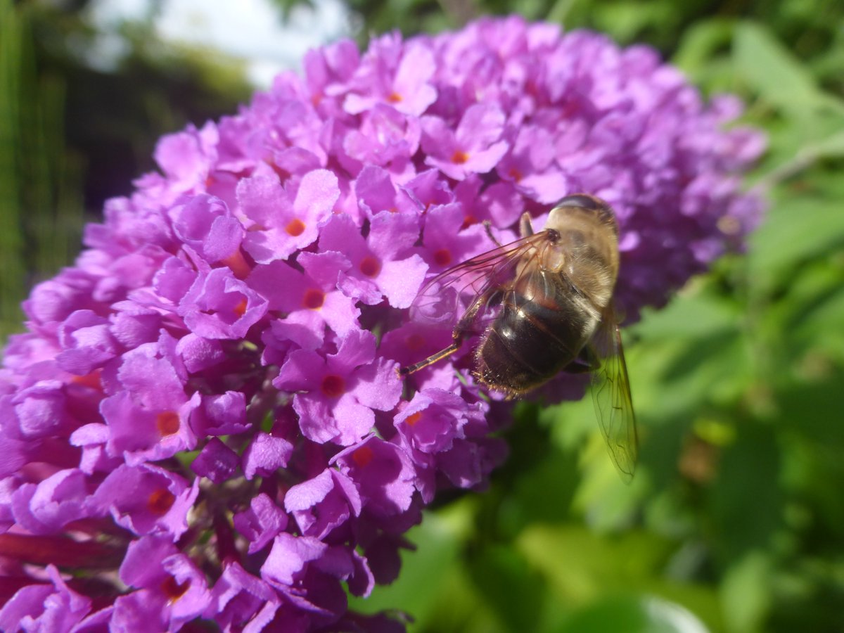 dvanduuren1's tweet photo. Good βοΈ
- Sunny - Morning
Butterfly Bush
with Bee
Have a Nice Day !
#goedemorgennederland #KNMI #WearterUpdate #Sunny #zonnig #Closeup #Flowers #KeepitCool #Butterflybush #HaveAGreatDay https://t.co/Jyt5DXnGph