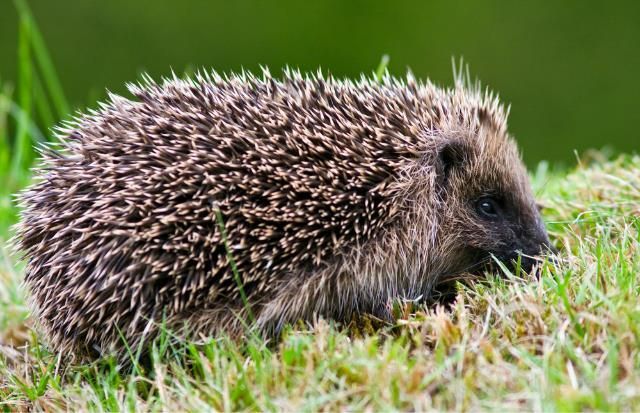 Biodiversity Ireland tweet media