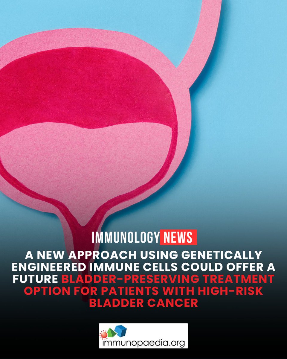 Immunopaedia's tweet photo. #ImmunologyNews Researchers from have developed specialised CAR T cells that can recognise and destroy bladder cancer cells while limiting damage to healthy tissues...#immunology #cart

Read more here: https://t.co/P4f8Ol9kJG https://t.co/1ZvWRdHxmX