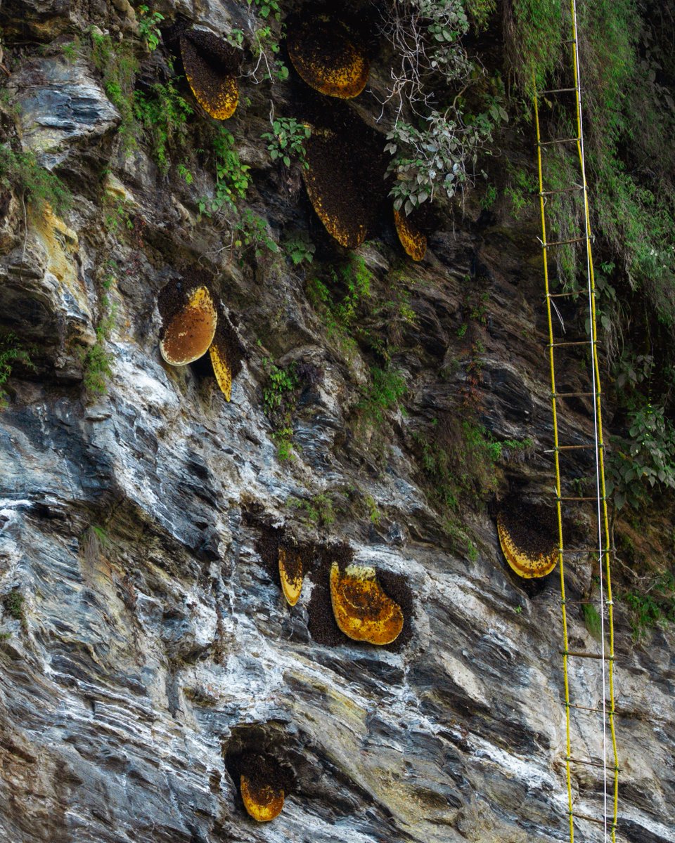 _cliffhoney's tweet photo. Every jar of Himalayan Cliff Honey starts here 300 feet up, on a rock face like this one.
Here's what it actually takes to harvest honey from the world's highest cliffs. https://t.co/pjpsYFbc0m