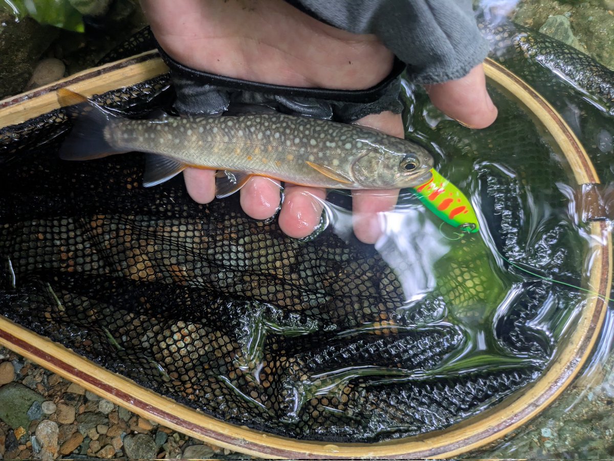 FC60406246's tweet photo. 魚影は少ないけどお手軽な場所…チビでもスレてる…この沢にはもう一度みたいイワナがいる…年一度入ろう…また来年かな(笑) https://t.co/HZb5BoQZB0