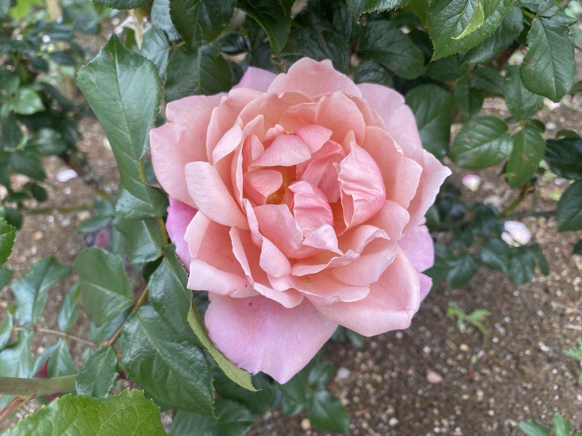 ピンク・ビンテージ」 #バラ #薔薇 #ばら #花 #rose #flower