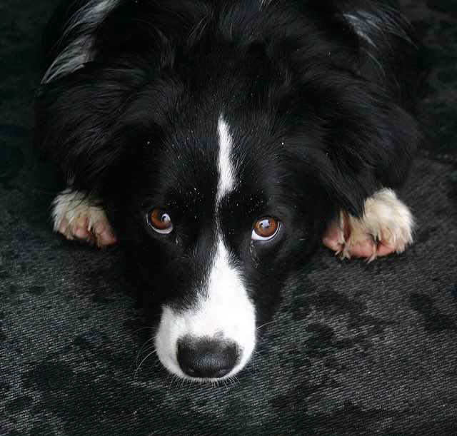 Legundo as dogs tweet media