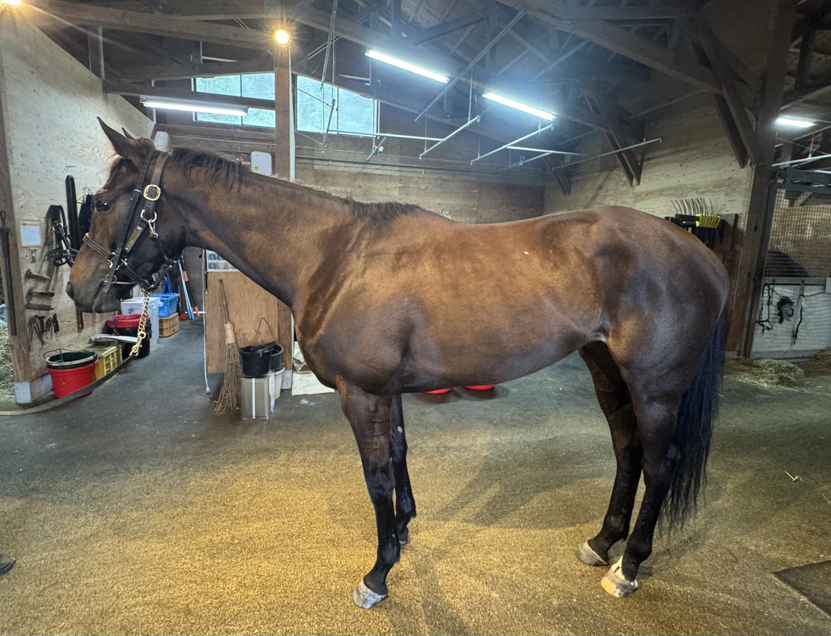 rsot3333's tweet photo. 今日はNF天栄で出資馬のイクシードの見学をしました。

・馬体重490kg
・カーネーションCはレースに出走出来るギリギリの状態だった、並みの馬だったら負けていた
・次走はまだ未定みたいですが、大きい所(秋華賞)で観たいですよねと仰っていました

↓続きます

#イクシード https://t.co/Mq6n7Jxvid