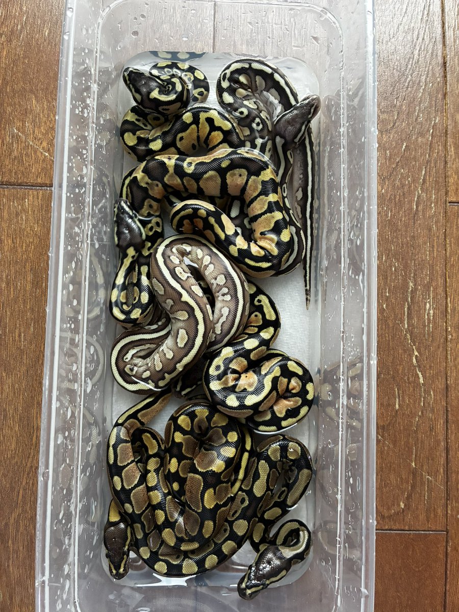ssuke2006's tweet photo. これが絶景か https://t.co/IHkNtisBlG