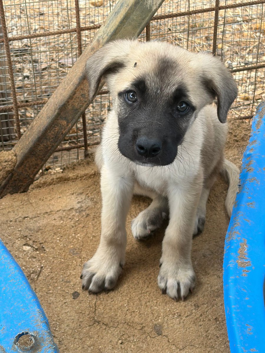 ohanarifugio's tweet photo. 🍋 LIMONE CERCA CASA 💛🏡

⭕ Info: PER FAVORE NON CHIAMARE. Esclusivamente se realmente interessati via WhatsApp al +39 327 760 7352

🚼 Età: 2 mesi
📏 Taglia: media (circa 30 kg da adulto)

Santa Margherita di Belice (AG) https://t.co/DNbgsUVBWr