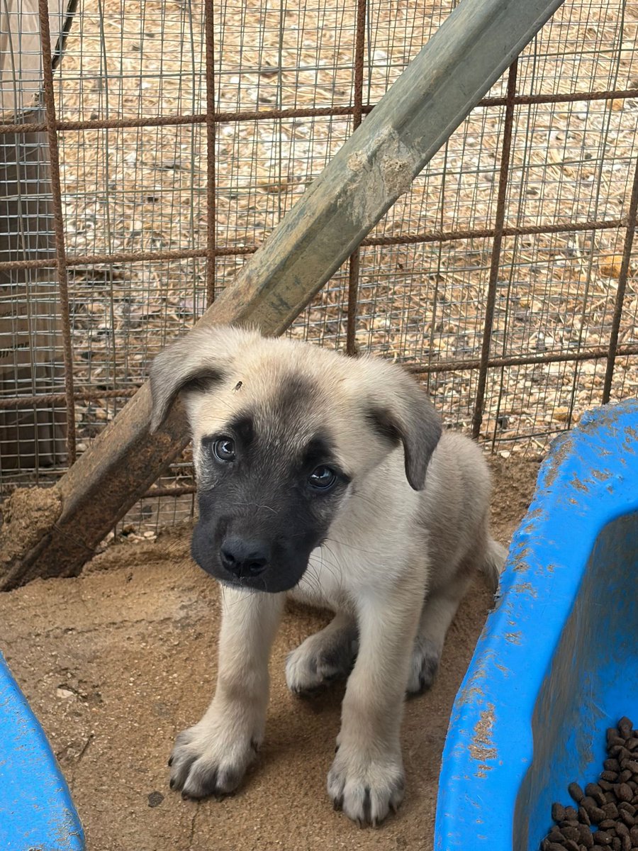 ohanarifugio's tweet photo. 🍋 LIMONE CERCA CASA 💛🏡

⭕ Info: PER FAVORE NON CHIAMARE. Esclusivamente se realmente interessati via WhatsApp al +39 327 760 7352

🚼 Età: 2 mesi
📏 Taglia: media (circa 30 kg da adulto)

Santa Margherita di Belice (AG) https://t.co/DNbgsUVBWr