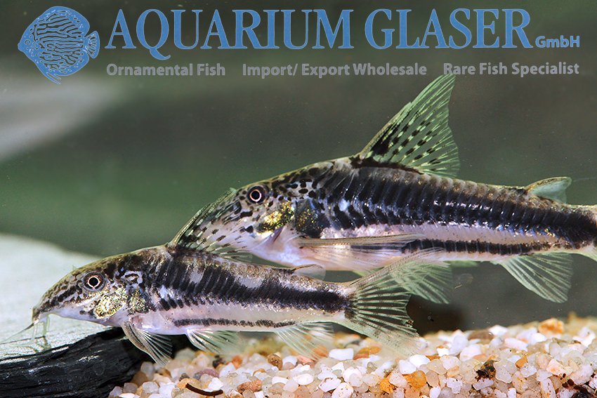 aquariumglaser's tweet photo. #Scleromystax sp. #C113
find more details and pics @ https://t.co/kgExUnuDLM https://t.co/iY4ZlX9Csx