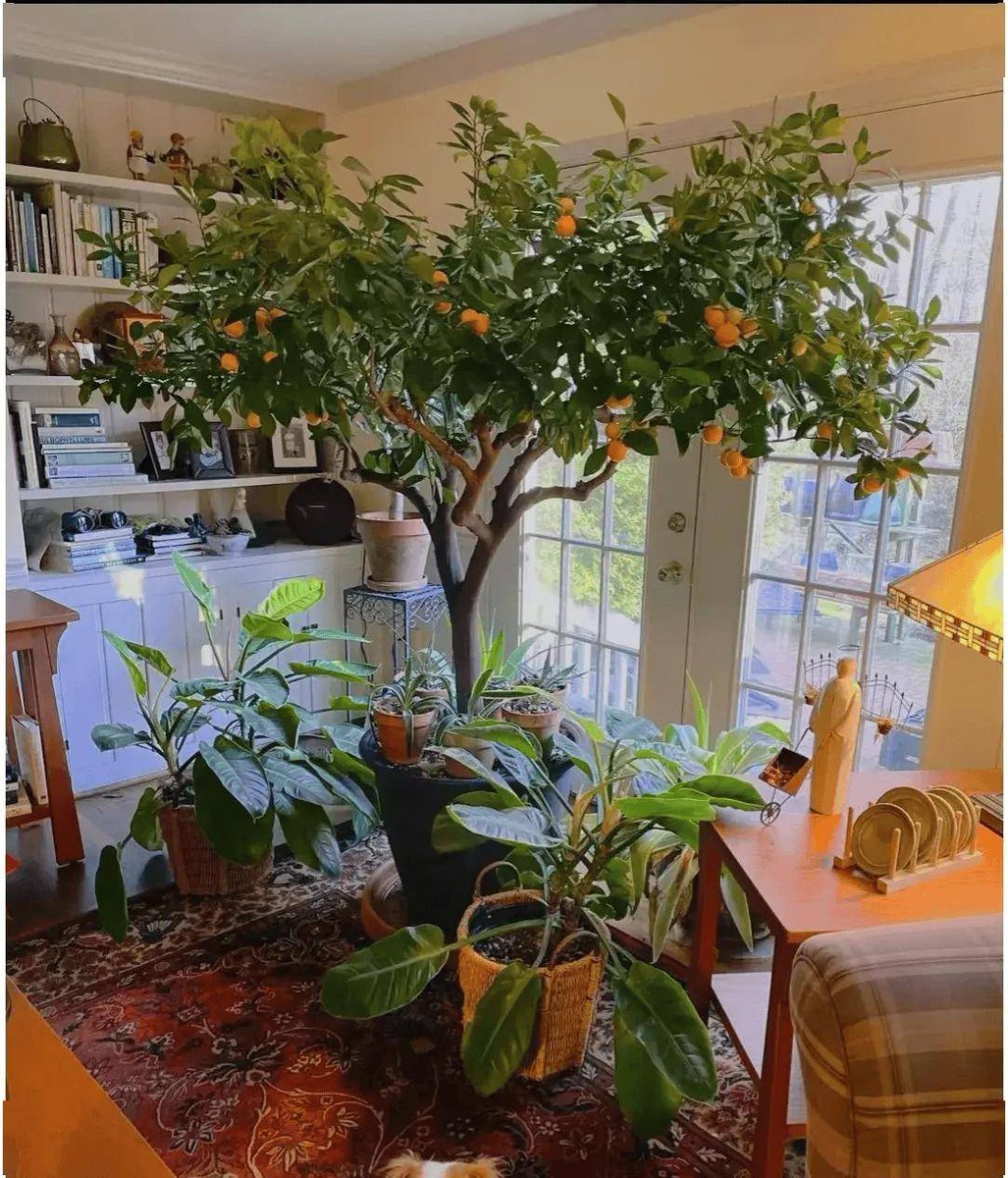 Ottarrson's tweet photo. Pro tip for your pothos! Rotate it weekly for even growth – it’ll reach toward light otherwise. Easy way to keep your lush green buddy happy ， https://t.co/xkm1D6aciP