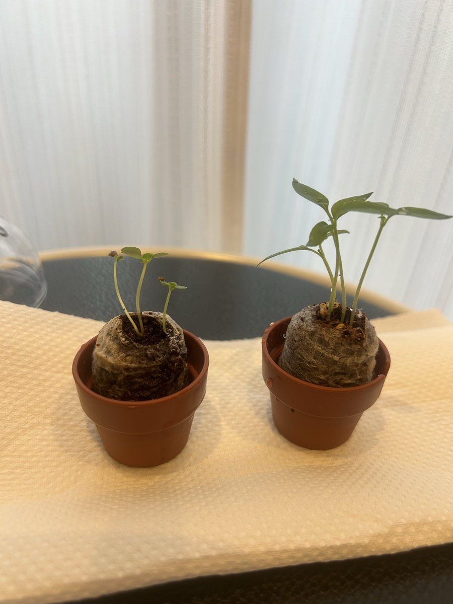 22tuttu's tweet photo. 観葉植物育てたくて、お店で悩んだ結果食べれるヤツが一石二鳥じゃない？ってなって育て始めました👏🏻

芽が出てきた🌱
ちなみにKYOJO缶の上で育ててる🥰 https://t.co/grNeWLsqrm