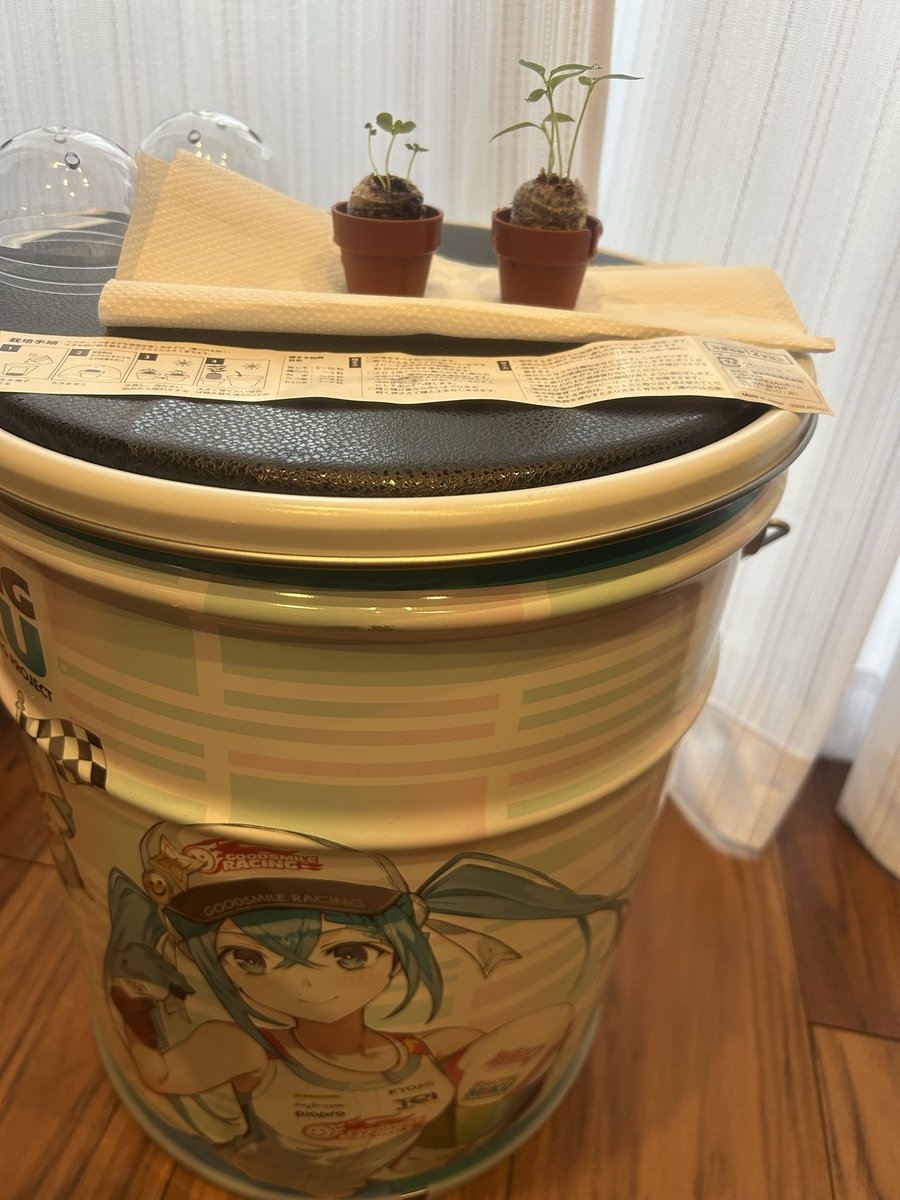 22tuttu's tweet photo. 観葉植物育てたくて、お店で悩んだ結果食べれるヤツが一石二鳥じゃない？ってなって育て始めました👏🏻

芽が出てきた🌱
ちなみにKYOJO缶の上で育ててる🥰 https://t.co/grNeWLsqrm