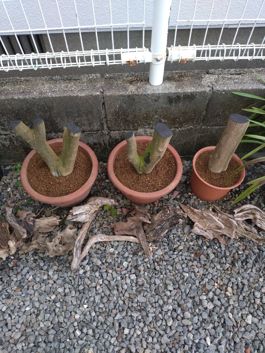 ryokuchi50's tweet photo. オリーブの太枝挿し木…
品種はミッション https://t.co/IGG3PuD0vA