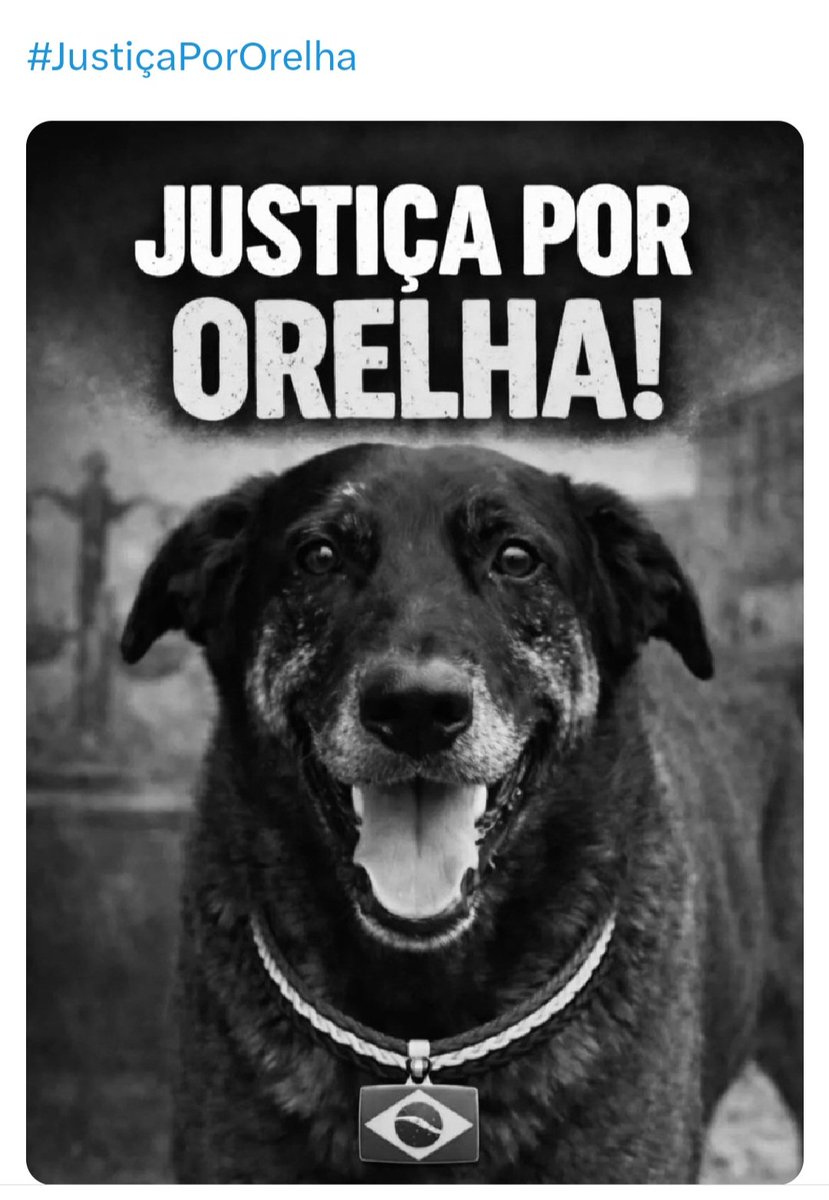 Cristin96731220's tweet photo. #JusticaPorOrelha https://t.co/lo2oqdkbVf