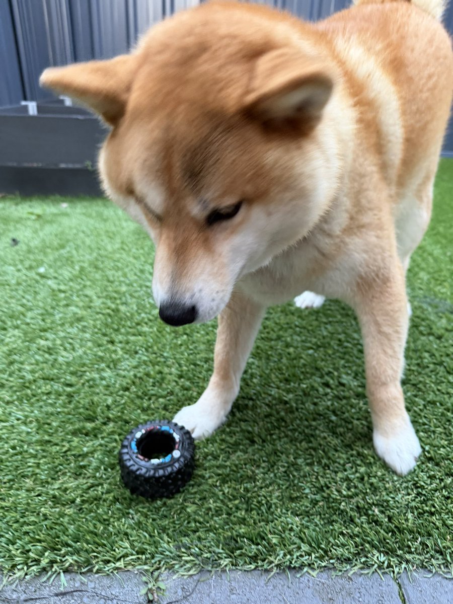 minoriyamato's tweet photo. 最近2号が知らない間に柴犬グッズを購入し、私の持ち物に勝手につけると言う案件が発生しています。車の鍵につけられた名前入りプレートがやけに重い😅うるさいしw

承ちゃんは元気に今からお散歩行ってきます。

#柴犬 https://t.co/HiR3lmP8ty