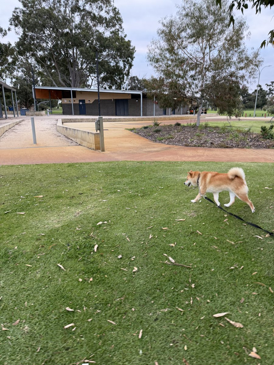 minoriyamato's tweet photo. 最近2号が知らない間に柴犬グッズを購入し、私の持ち物に勝手につけると言う案件が発生しています。車の鍵につけられた名前入りプレートがやけに重い😅うるさいしw

承ちゃんは元気に今からお散歩行ってきます。

#柴犬 https://t.co/HiR3lmP8ty