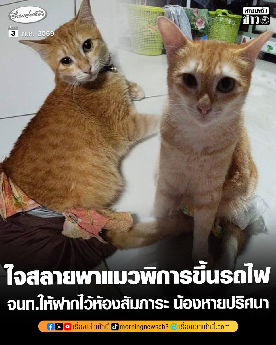 MorningNewsTV3's tweet photo. เจ้าของใจสลาย พาแมวพิการขาหลังขึ้นรถไฟจากยะลา เจ้าหน้าที่ให้ฝากไว้ห้องสัมภาระ สุดท้ายน้องหายปริศนาระหว่างทาง วอนช่วยตามหา

อ่านข่าว : https://t.co/FT0dF3dMKE

#เรื่องเล่าเช้านี้ #ครอบครัวข่าว3 #ข่าวโซเชียล https://t.co/z1HXKGTPYN