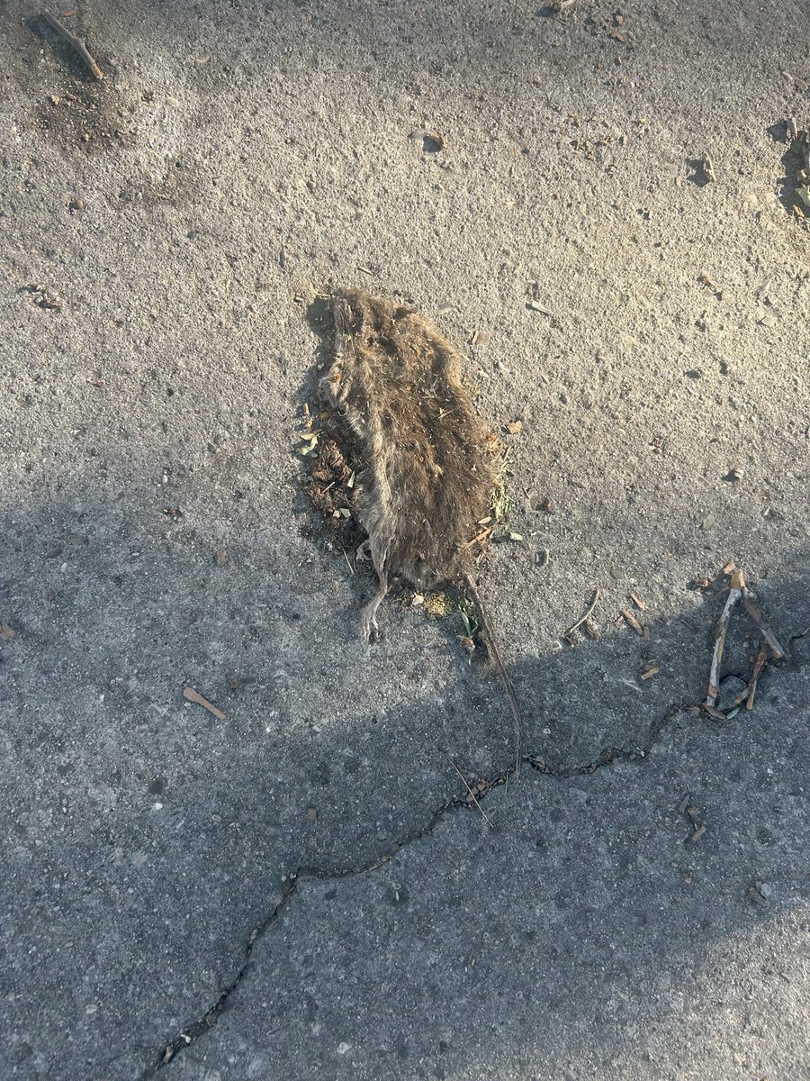 POrueta's tweet photo. @AytoAlcorcon @EsmasAlcorcon @psoealcorcon @CandeTesta la rata muerta lleva ya más de una semana en el mismo sitio y las demás campando por la noche como si nada. C/ José Saramago con C/ Vicente Ferrer https://t.co/YIomj4DTui