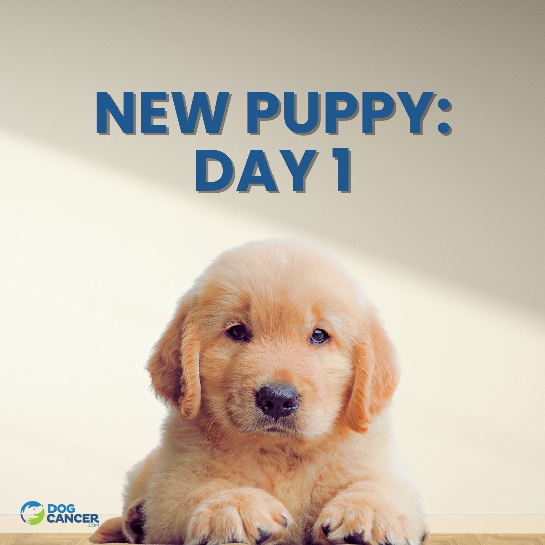 DogCancerHelp's tweet photo. We asked our community what they'd do differently with a new puppy.

The most common answer? Pet insurance with cancer coverage.

Not an ad, just advice from people who've been through it. If your dog is healthy, NOW is exactly when to look into it. https://t.co/yfBGfvahrb