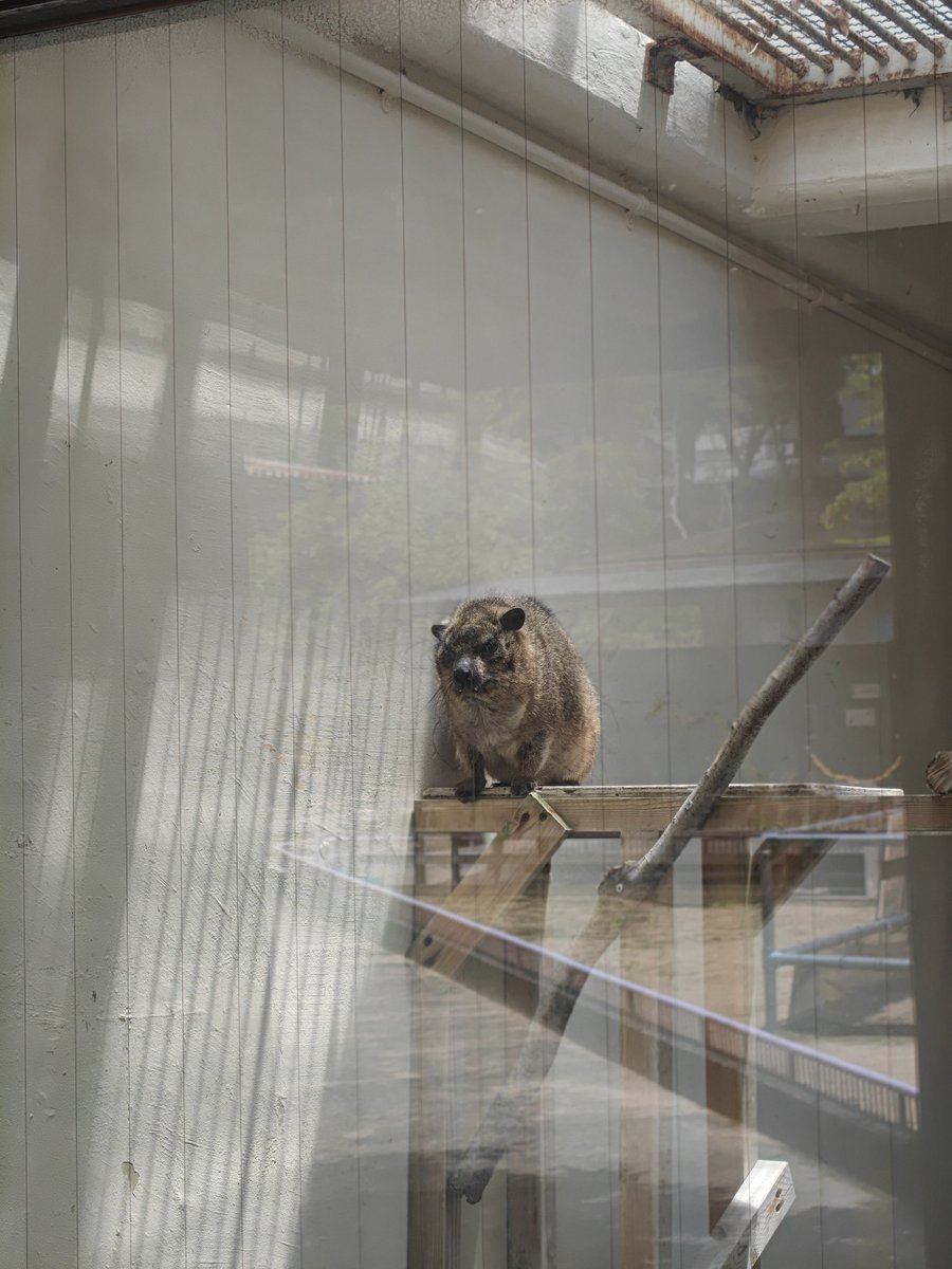 saekick0629's tweet photo. 射水神社動物園まで無料でコスパ神 https://t.co/gByVxObiVo