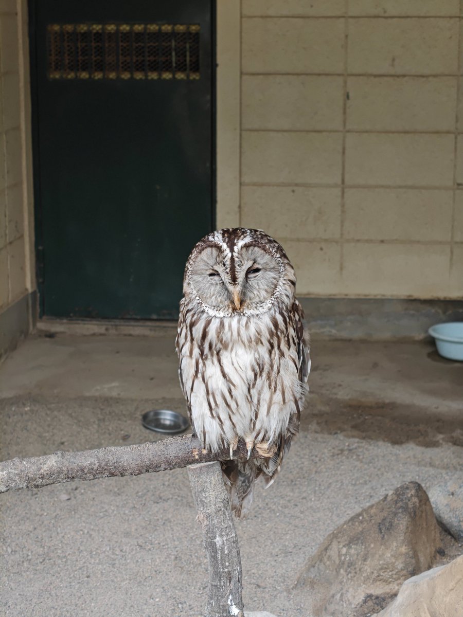saekick0629's tweet photo. 射水神社動物園まで無料でコスパ神 https://t.co/gByVxObiVo