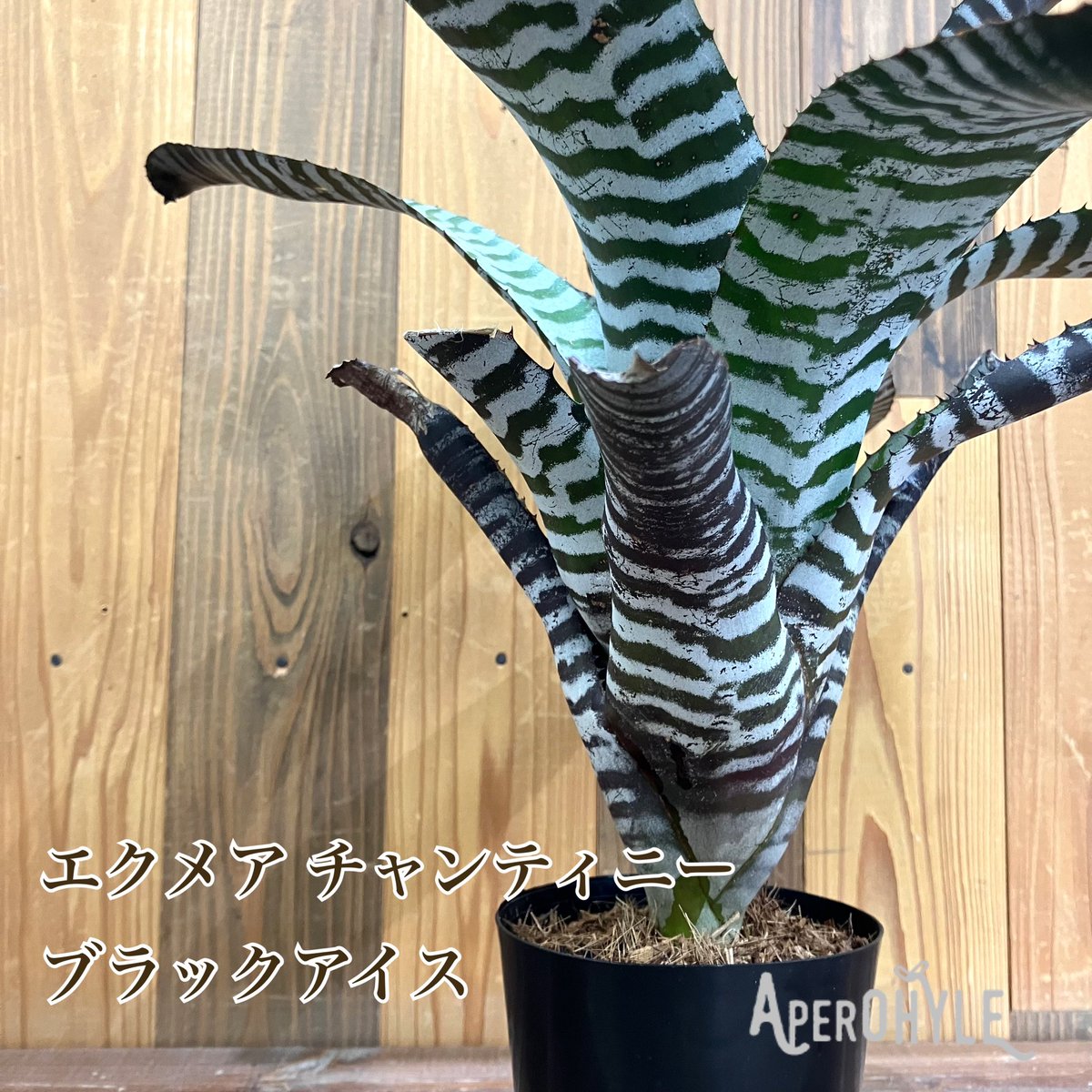 aperohyle's tweet photo. #タンク植物
#エクメアチャンティニー
#ブラックアイス https://t.co/LDtlgPwxbX