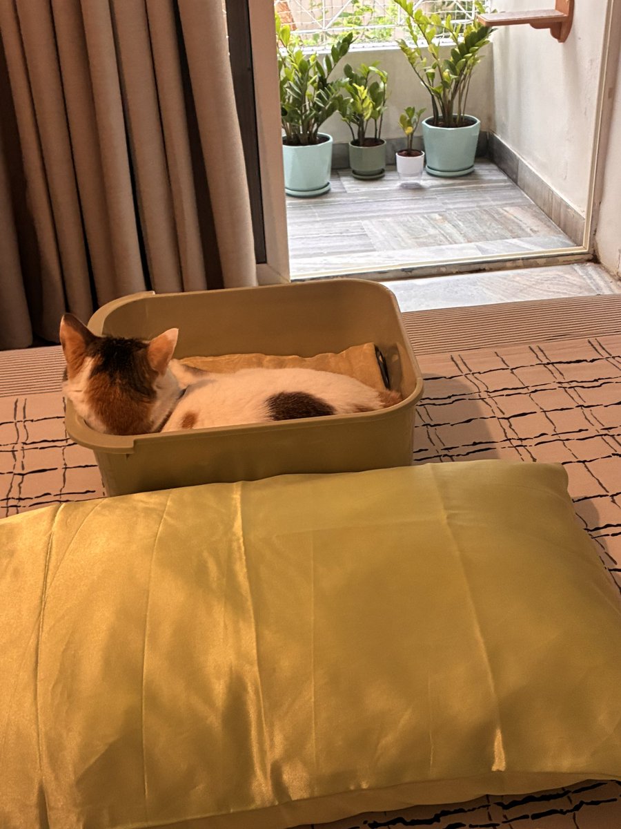 CarolineCeline's tweet photo. @Cloud_Surfer27 @kadirmidedinsen I like how they own our beds too. 

Baby Echo 🥰♥️ https://t.co/LIOHZkWIjv