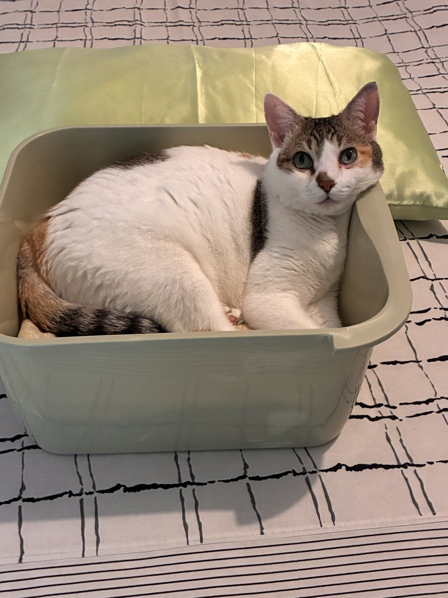 CarolineCeline's tweet photo. @Cloud_Surfer27 @kadirmidedinsen I like how they own our beds too. 

Baby Echo 🥰♥️ https://t.co/LIOHZkWIjv