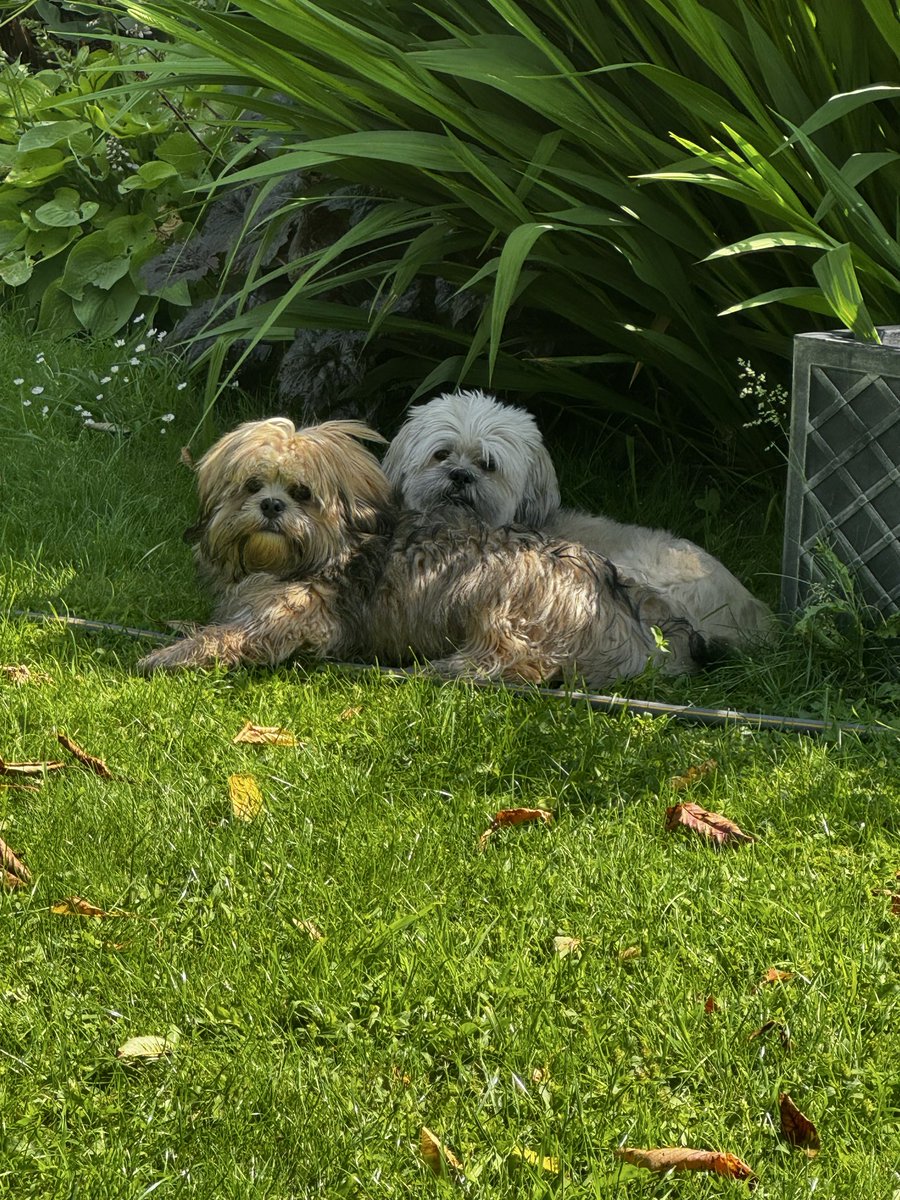 Delpys's tweet photo. Ralph &amp; Billie 🐶🥰 https://t.co/xQM5v2Wsao