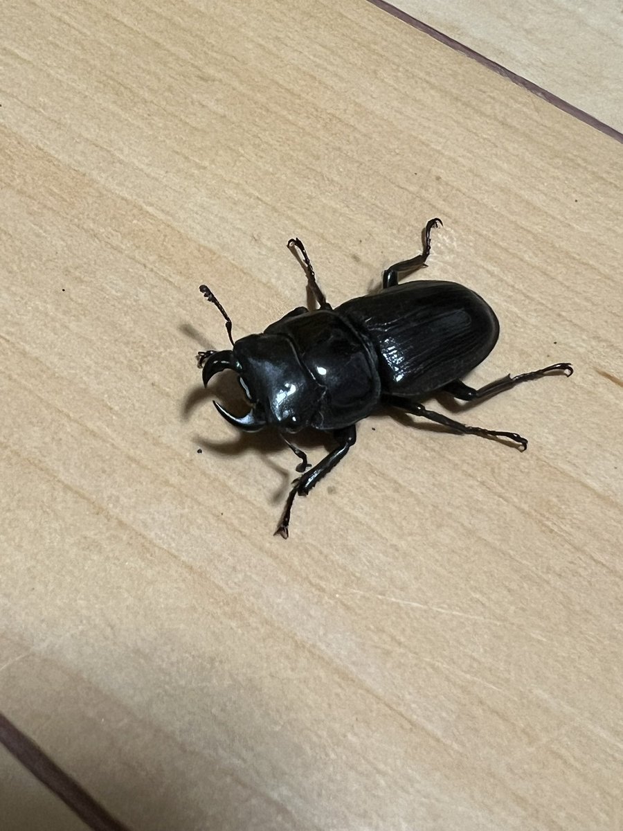 8Sfree's tweet photo. 昨年、神奈川県西部 某所で瀕死のクワガタを捕まえたんですが、これってオオクワガタ♂でしょうか。
クワガタに詳しい方に確認してもらいたいです。 https://t.co/b9Cg9Lx5Dk