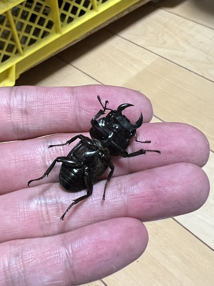 8Sfree's tweet photo. 昨年、神奈川県西部 某所で瀕死のクワガタを捕まえたんですが、これってオオクワガタ♂でしょうか。
クワガタに詳しい方に確認してもらいたいです。 https://t.co/b9Cg9Lx5Dk