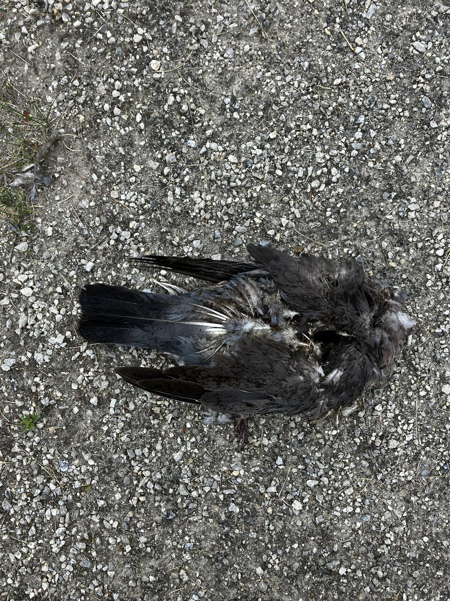 labjectdevenus's tweet photo. Poor creature I found during my walk through the cemetery yesterday https://t.co/dTUl3EmHCS
