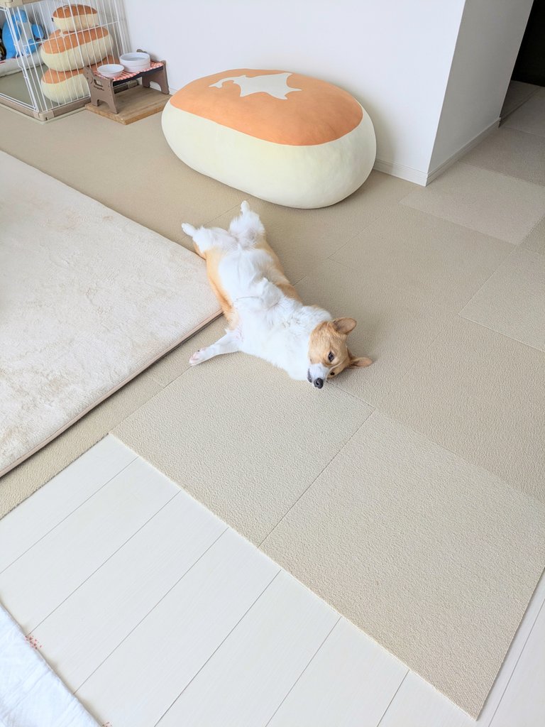 komachiaya_'s tweet photo. このままずっと動かないで20分 https://t.co/p8QHbgrXe7