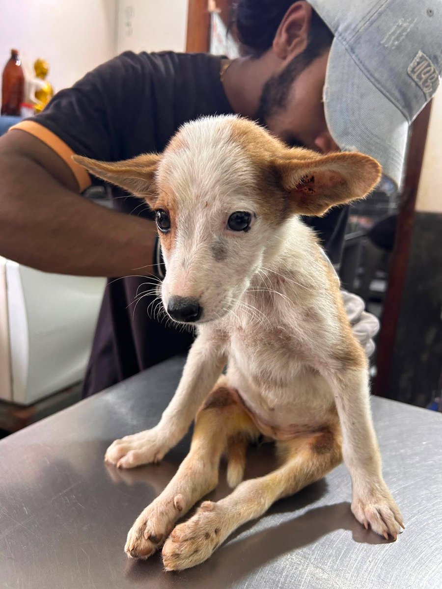 AnimalSOSSLanka's tweet photo. This sweet baby was dumped outside a church in the Akuressa area, beaten by a cruel human, and left disabled. 💔

We couldn't turn away, even though our sanctuary is full and donations have fallen dramatically over the past 2 years.

We've named her Flora. She's weak, severely anemic, has painful drag wounds, and is being treated for babesiosis, a serious tick-borne disease.

We care for hundreds of disabled and abused animals, and they depend on your kindness to survive.

If you can help with Flora's treatment, please donate or share. Every act of kindness gives her hope. ❤️🐾

https://t.co/EXsII3afVx
@Jan_Leeming @rickygervais @PeterEgan6 

#SaveFlora #RescueDog #AnimalRescue #DogsOfX #AdoptDontShop #EndAnimalCruelty #DisabledDogs #RescueDogs #Donate #SriLanka #Compassion #Hope