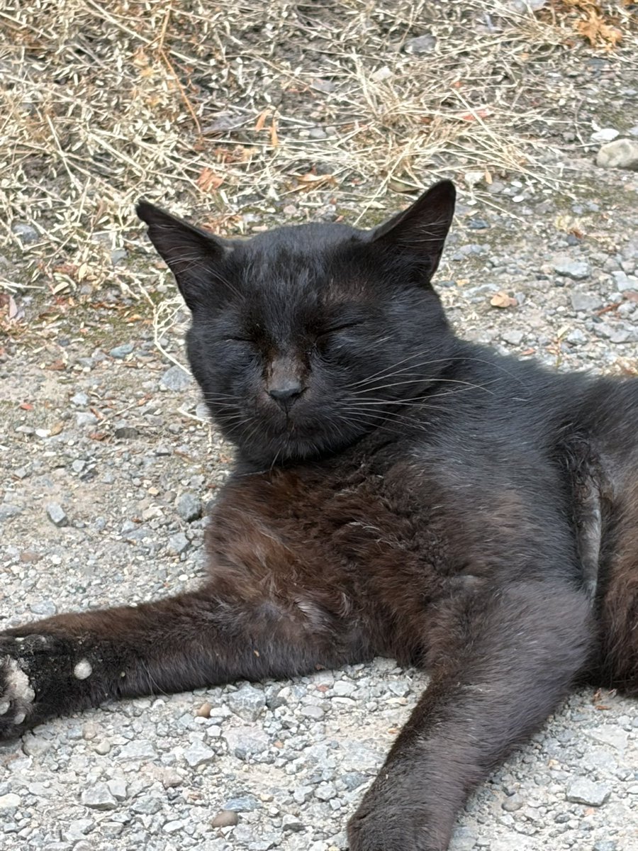 kurolabcoron's tweet photo. ω発見🤣🤣🤣
立派なブツが付いてました🥳

未去勢の男の子🐈‍⬛

まだネコパンチは炸裂🥊しますが、だいぶ慣れてきた😊
近くで寛いでくれ、うたた寝もしてます💤

#のらくろ https://t.co/XixRnIuC1d