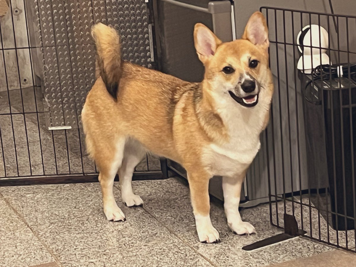 have_a_nice_dog's tweet photo. ←悪いことを考えてる笑顔の犬
→悪いことをしている犬 https://t.co/oeLscXmrIw