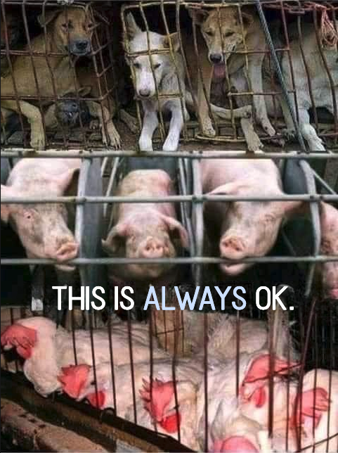 Eating animals sounds 100% sane btw tweet media