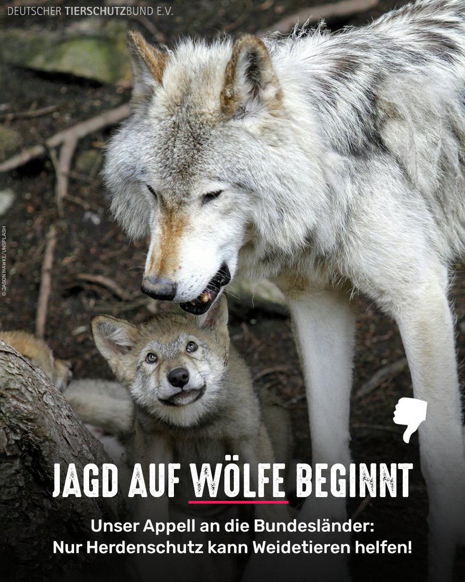 tierschutz_bund's tweet photo. Seit dem 1. Juli dürfen Wölfe laut geändertem Bundesjagdgesetz erstmals wieder regulär bejagt werden. Dabei kann nur Herdenschutz Weidetieren effektiv helfen. Und durch den pauschalen Abschuss sind auch Elterntiere und Welpen betroffen - was zu zusätzlichem Tierleid führt! 😢
👇 https://t.co/WgBnv40Lnj