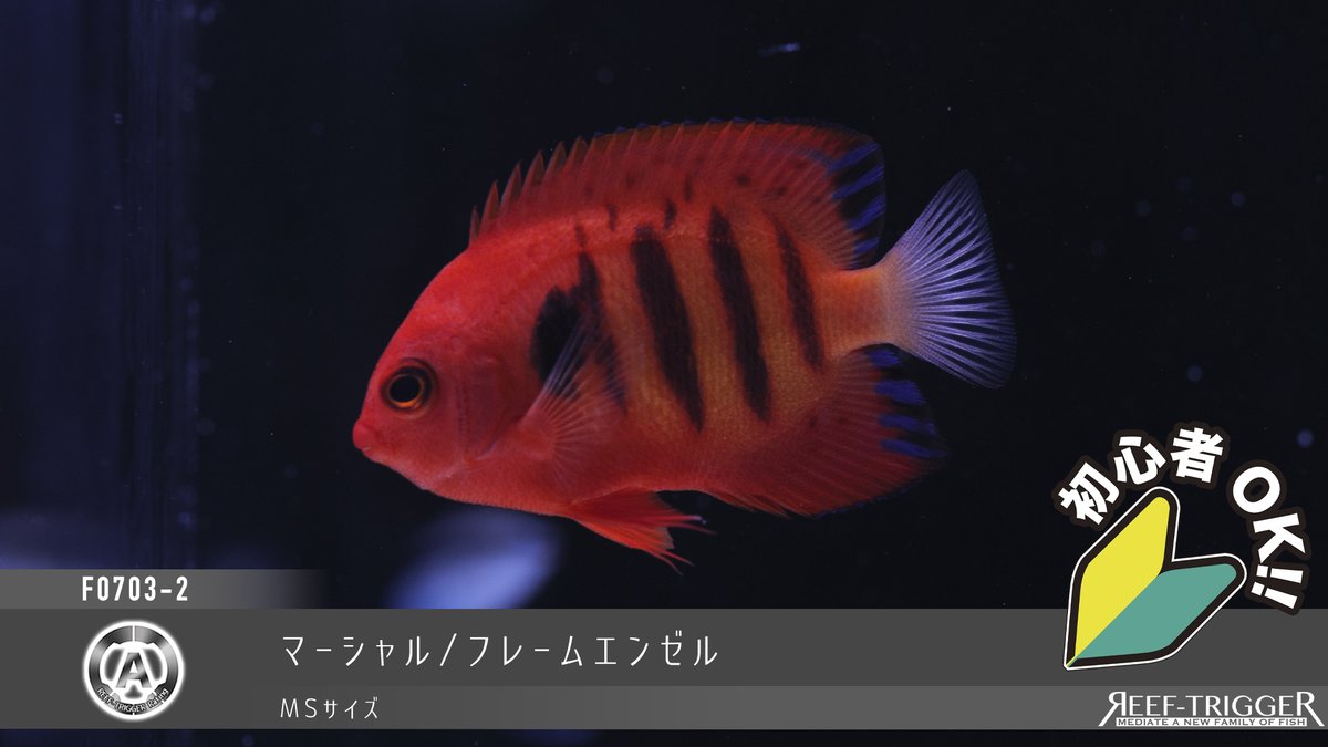 REEF_TRIGGER's tweet photo. New Arrival

フィリピン/カンムリベラ 幼魚　Sサイズ
マーシャル/フレームエンゼル　MSサイズ
フィリピン/イエローフィンフェアリーラス　MSサイズ
ケニア/アフリカンピグミーエンゼル 小さめ　MSサイズ

https://t.co/3jAyE6L4fT https://t.co/lwx66ywg5o